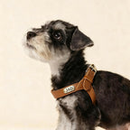 Urban Leather Walk Set (Harness + Leash) | Water-Resistant Coating, Easy-Clean, Reflect Accents(S-L)