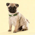 Lightweight Breathable Collar — Metal Buckle (Engravable) | Soft Lined Polyester Webbing (S–L)
