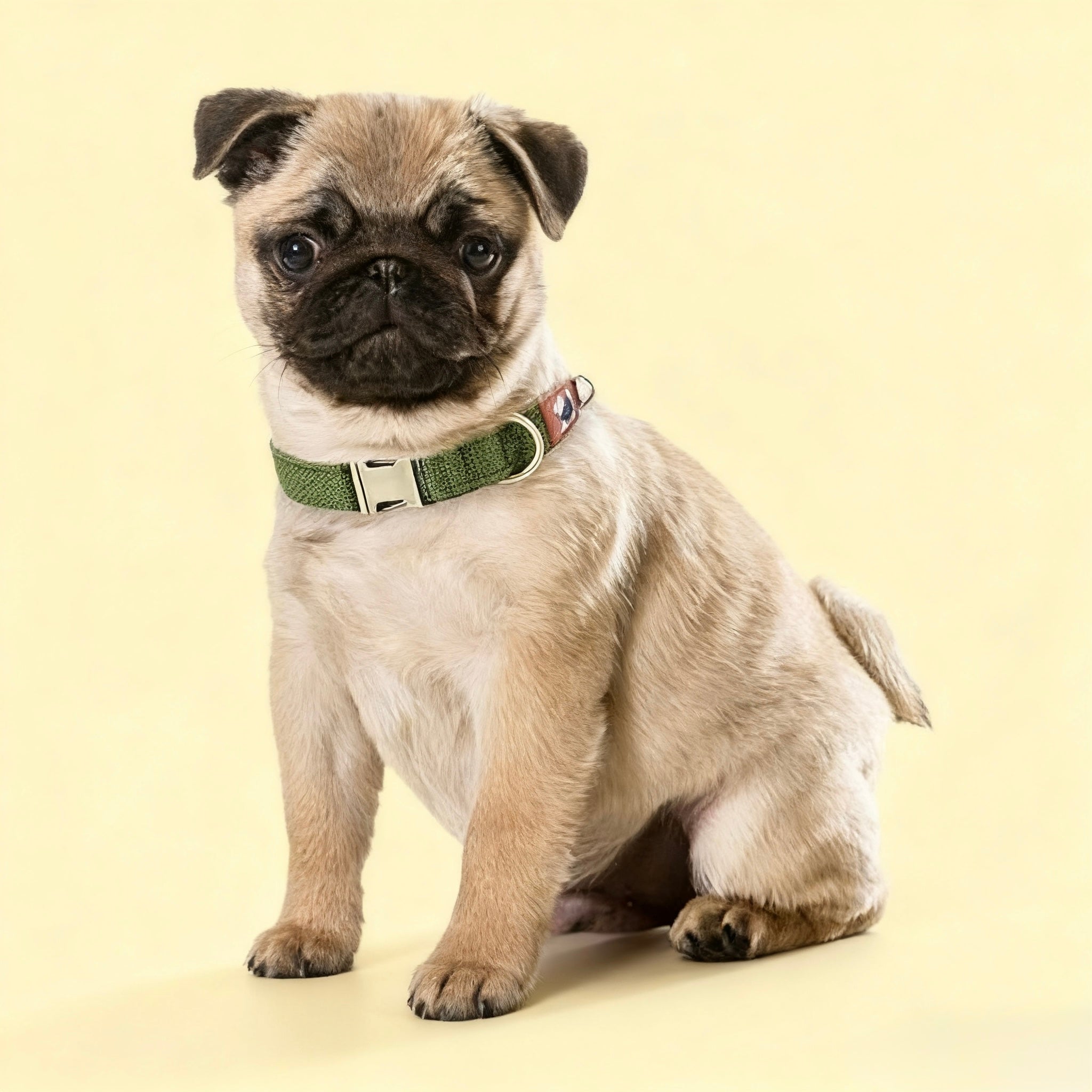 Lightweight Breathable Collar — Metal Buckle (Engravable) | Soft Lined Polyester Webbing (S–L)